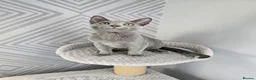 Russian Blue cats for sale: GCCF Registered Russian Blue Kittens - Advert 5