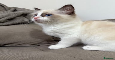Ragdoll cats - Advert 1