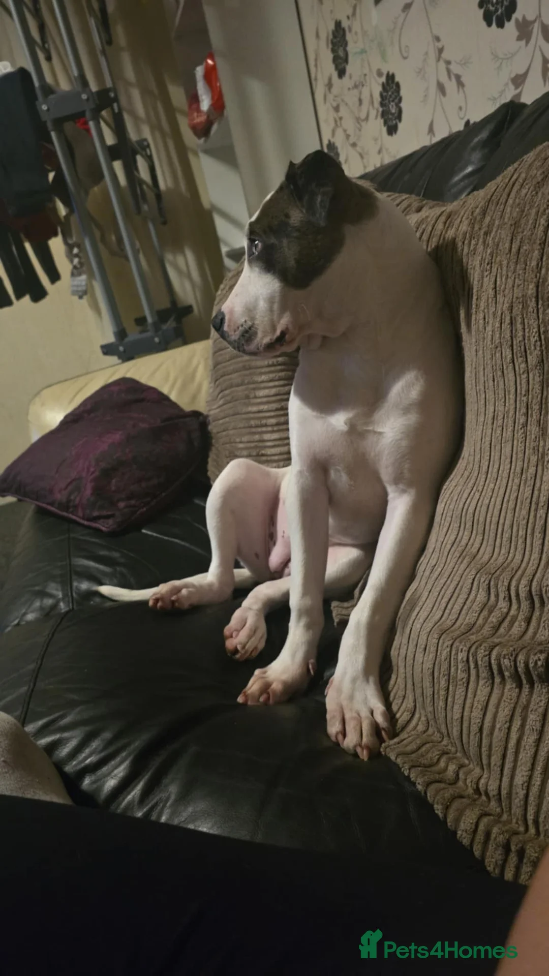 Mixed Breed dogs for sale: Alpha blue bloodline bulldog mixed  - Advert 7