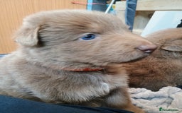 German Shepherd dogs for sale: ISABELLA GERMAN SHEPHERD 🌟 3 PUPS REMAINING 🌟 - Image 11