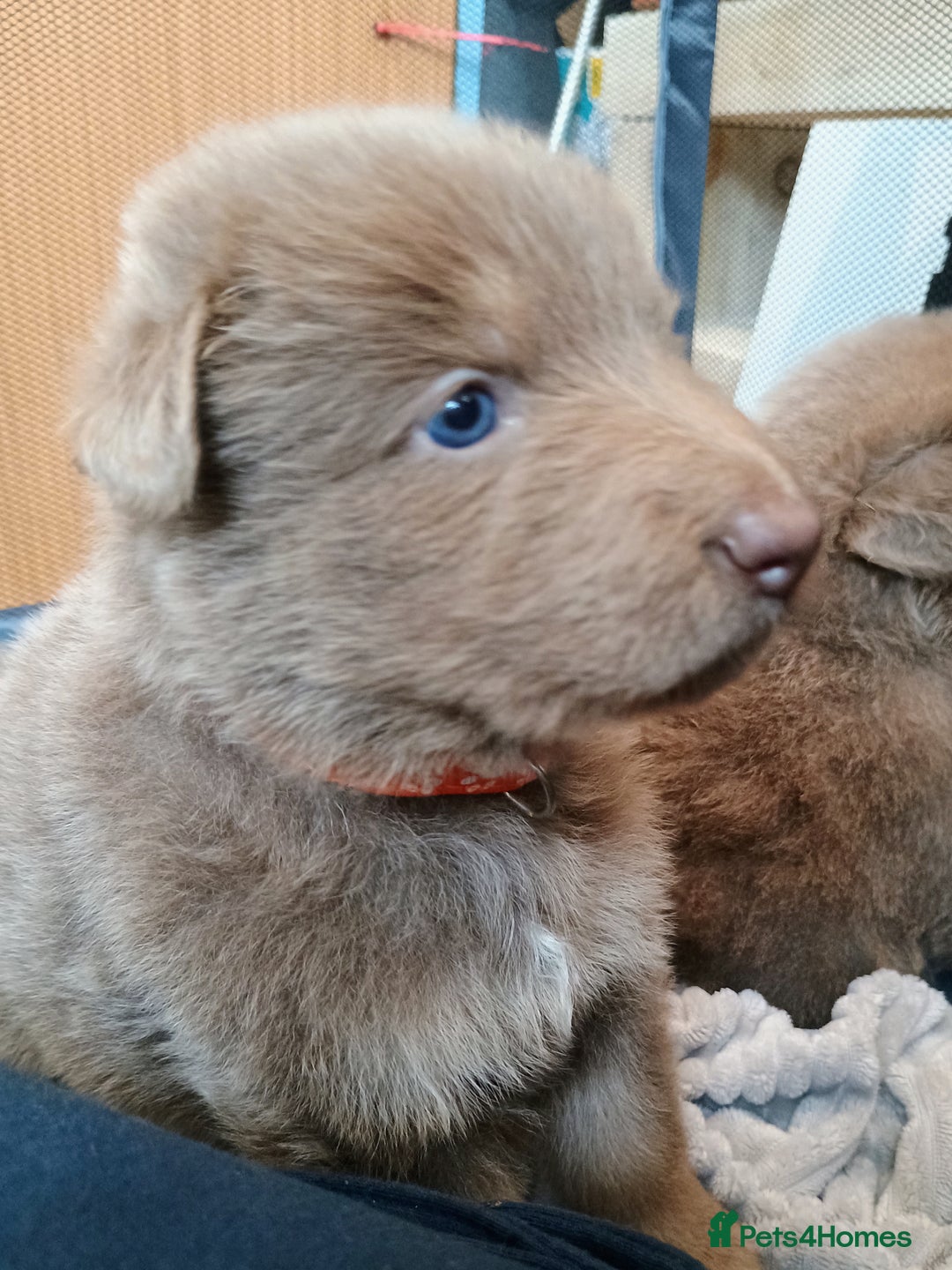 German Shepherd dogs for sale: ISABELLA GERMAN SHEPHERD 🌟 3 PUPS REMAINING 🌟 - Image 11