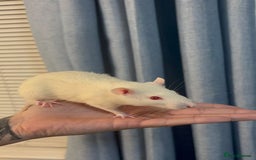 Rat rodents for sale: 3 male rats for free  - Image 3