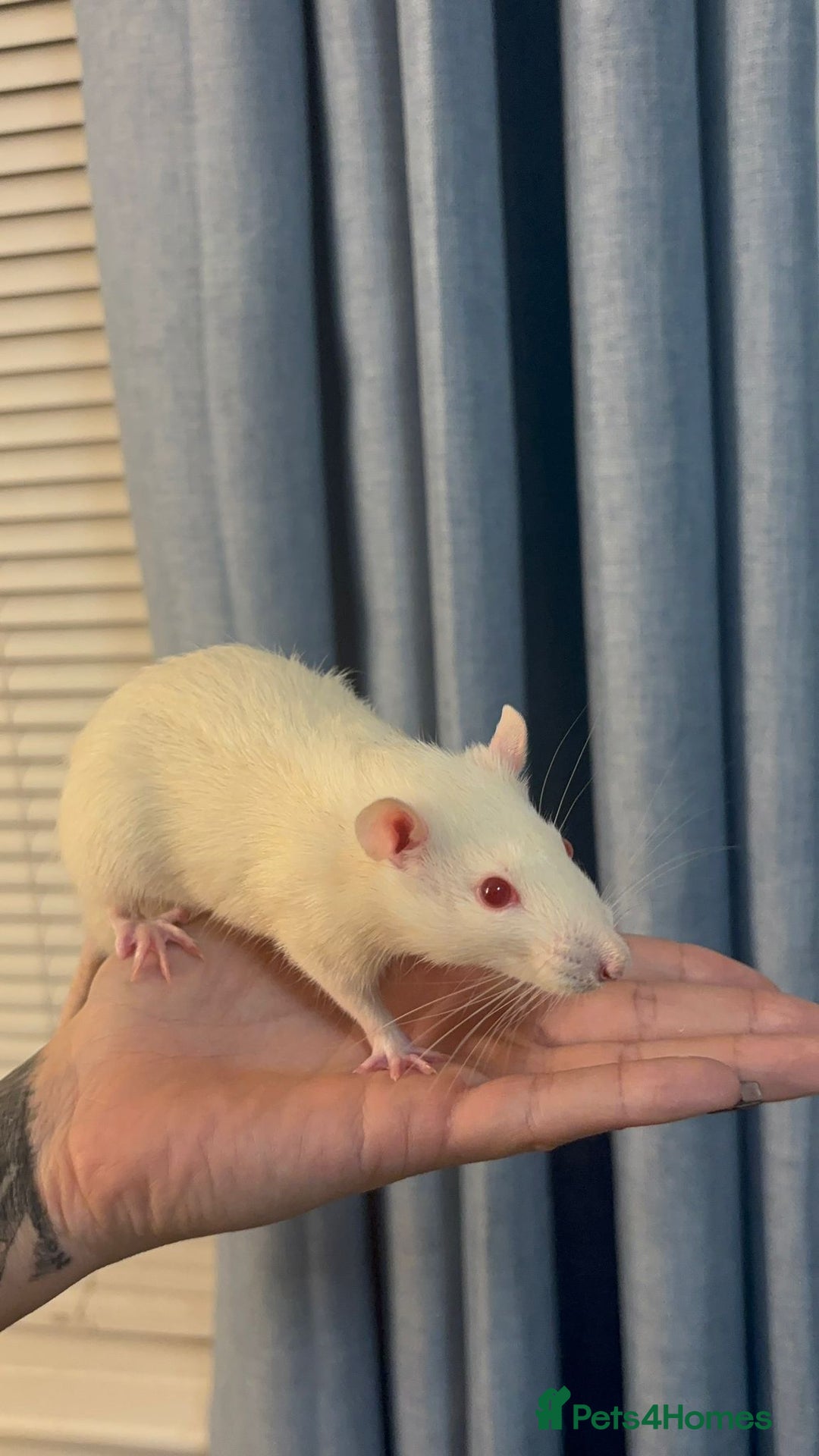 Rat rodents for sale: 3 male rats for free  - Image 3
