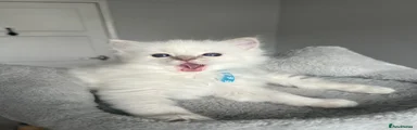 Ragdoll Kitten 1