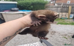 Ferret rodents for sale: Kits for sale - Image 3