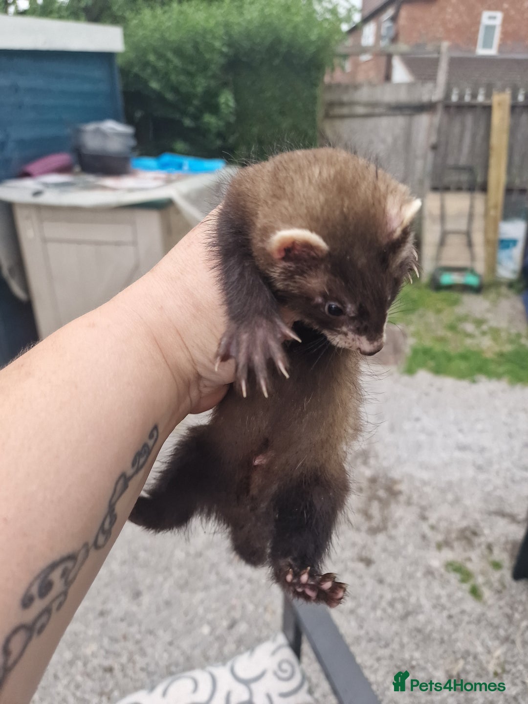 Ferret rodents for sale: Kits for sale - Image 3