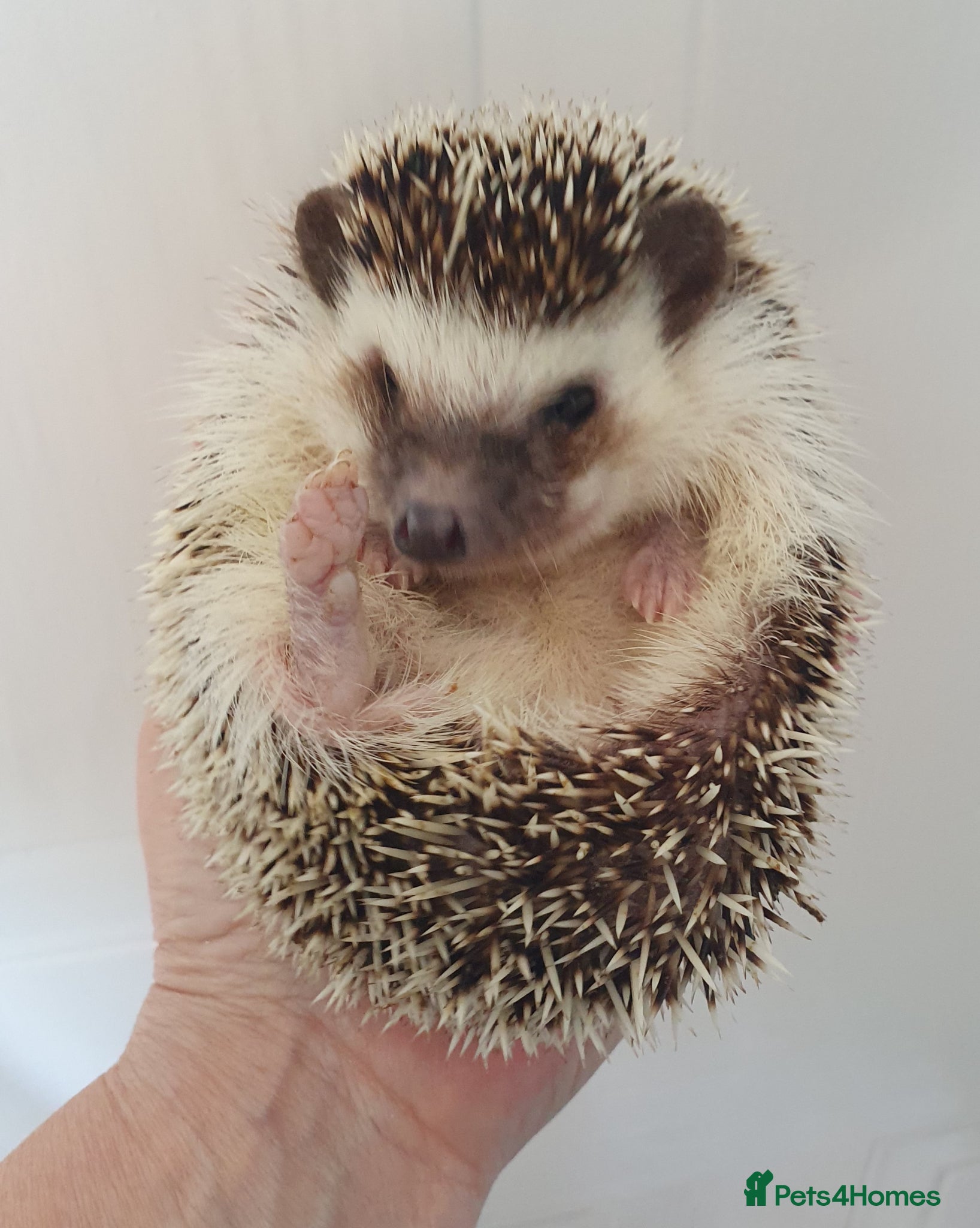 Pygmy Hedgehog rodents for sale: Female African pygmy hedgehog  - Advert 3