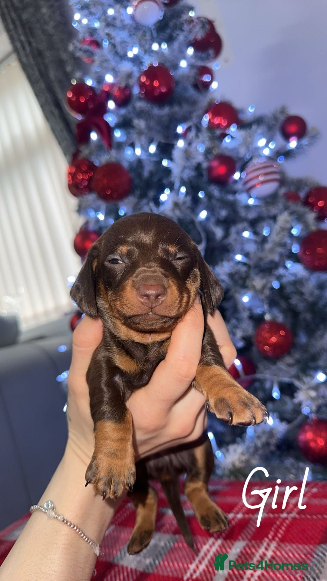 Dachshund dogs for sale: Dachshund puppies (2 LEFT) - Advert 19