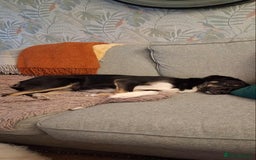 Mixed Breed dogs for adoption: CARA  - Image 9