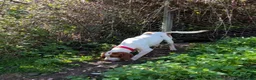 Mixed Breed dogs for adoption: Tiri  - Advert 4