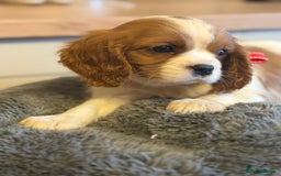 Cavalier King Charles Spaniel dogs for sale: ✨Adorable King Charles Cavalier Puppies✨READY NOW✨ - Advert 18