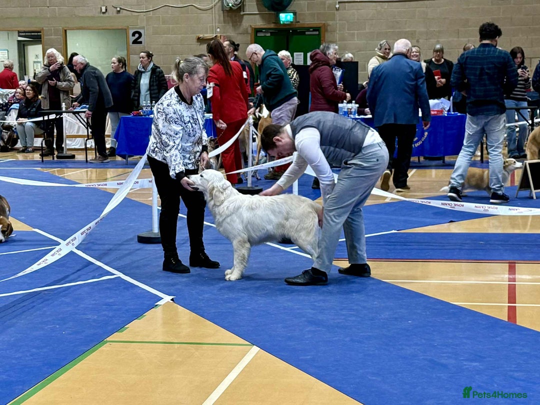 Golden Retriever dogs for sale: Stunning Golden Retriever boy.  - Advert 6