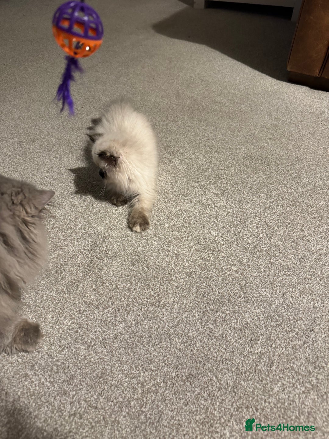 Birman cats for sale: Beautiful  Tortie  girl avaible - Advert 10