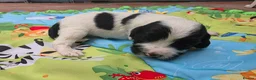 English Springer Spaniel dogs for sale: KC Homebred Health Tested Vet Social Pups 🩷 - Advert 31
