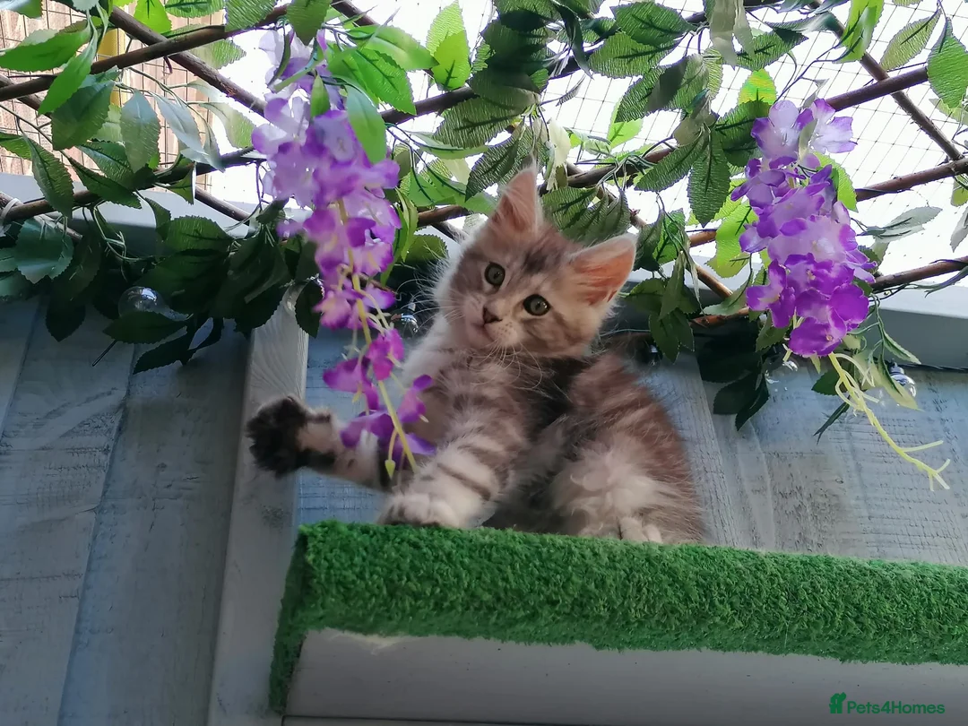 Maine Coon cats for sale: Beautiful female smoked tortie - Advert 23