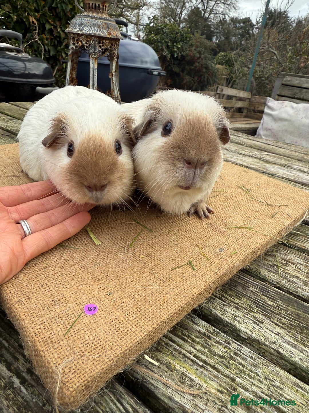 Guinea Pig rodents for sale: Pure bred California & Swiss guineapigs  - Advert 25
