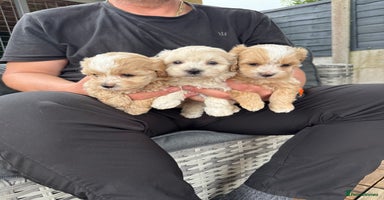Maltipoo dogs - Advert 2