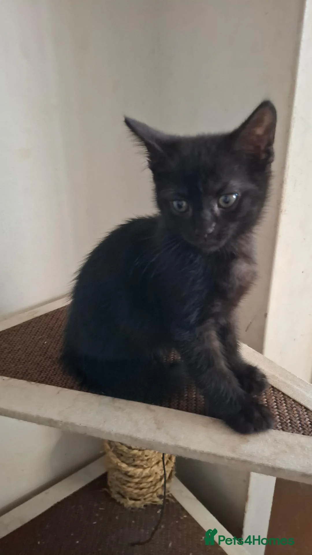 Mixed Breed cats for sale: 6 kittens ready for a new home - Advert 7