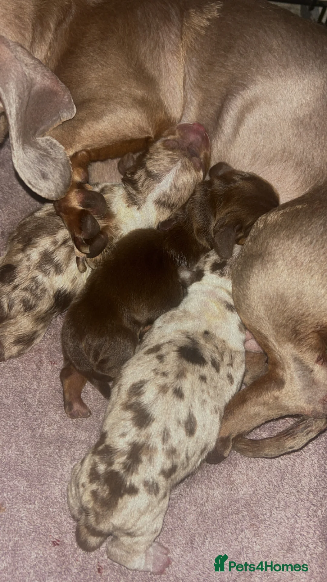 Dachshund dogs for sale: Miniature dachshund puppies - Advert 5