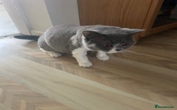 British Shorthair cats for sale: Adorable baby cats - Advert 1