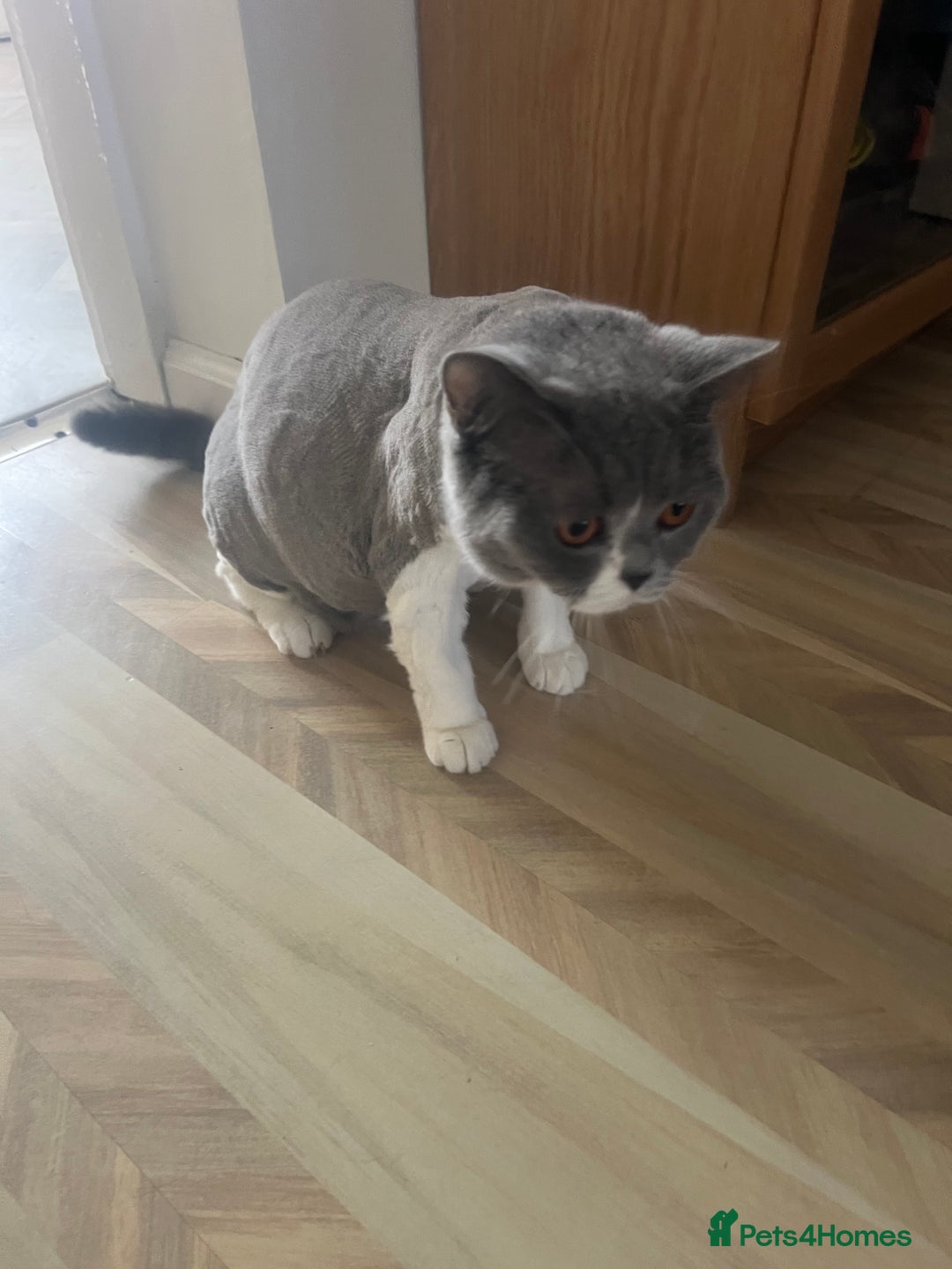 British Shorthair cats for sale: Adorable baby cats - Advert 1