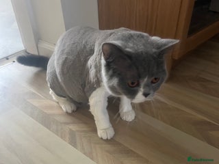 British Shorthair cats for sale: Adorable baby cats - Advert 1