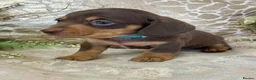 Miniature Dachshund dogs for sale: KC Miniature Smooth Coat Puppies - Advert 12