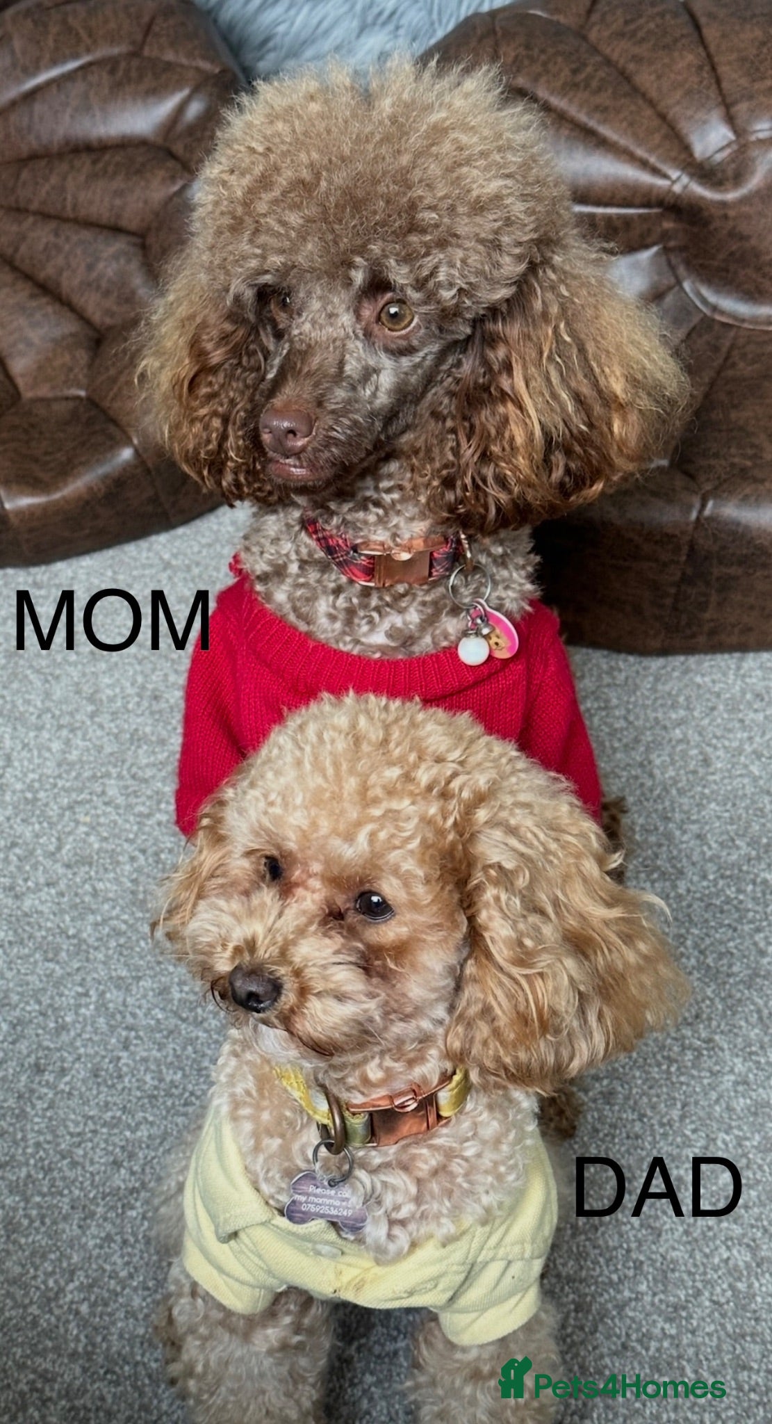 Toy Poodle dogs Two toy poodles  - Advert 2