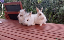 Mixed Breed rabbits for sale: Very pretty soft fluffy bunnies - Image 9