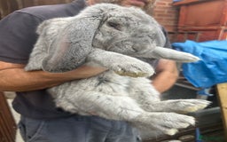 French Lop rabbits for sale: Pure French lop baby bunnies for sale  - Image 16