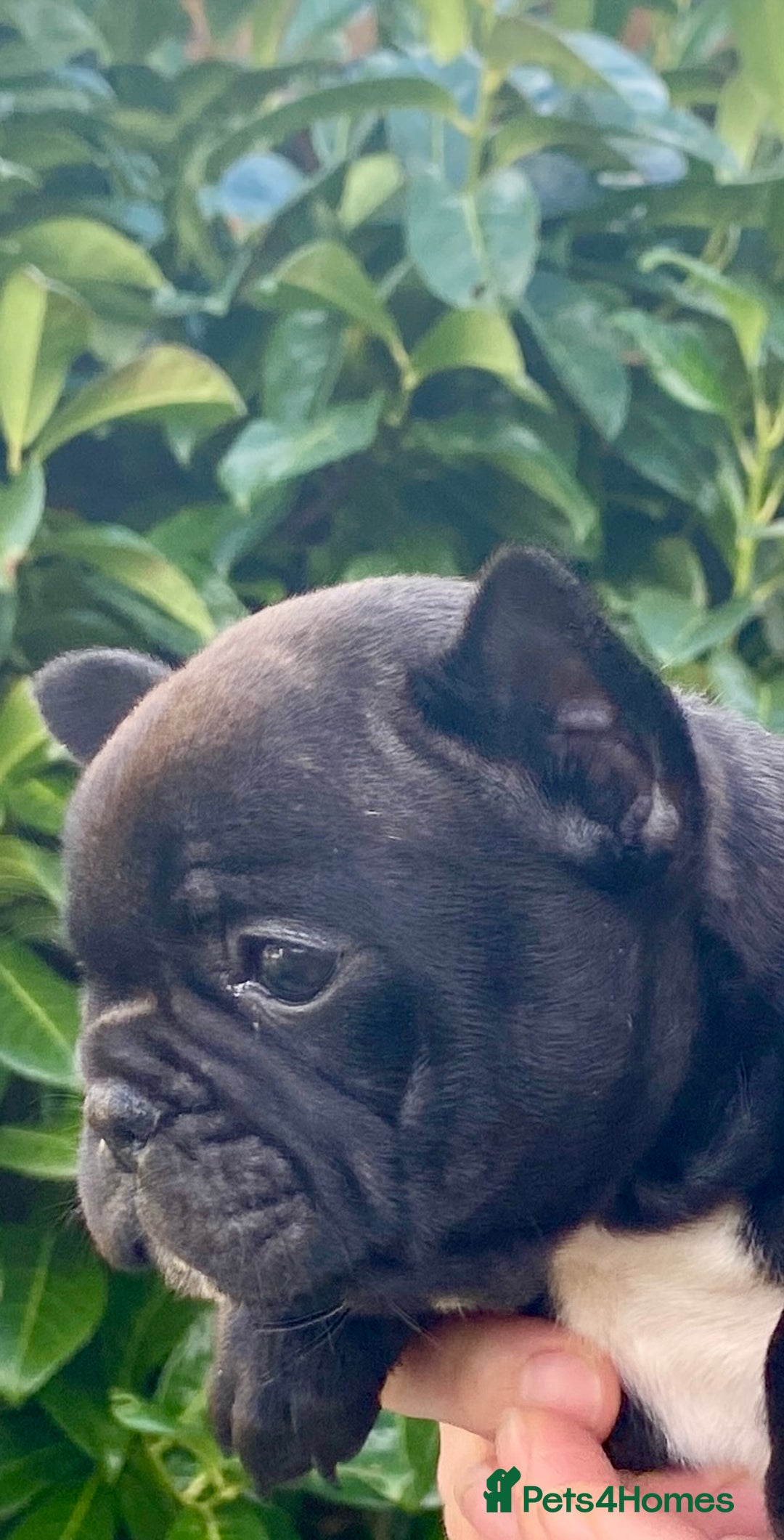 French Bulldog dogs for sale: KC reg pure French Bulldog puppies - Image 10