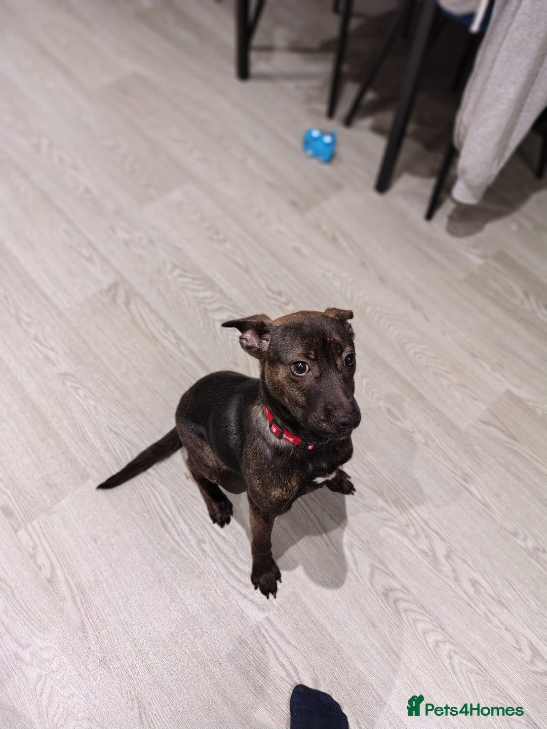 Mixed Breed dogs for sale: Lovely lady looking for a home with time - Advert 2