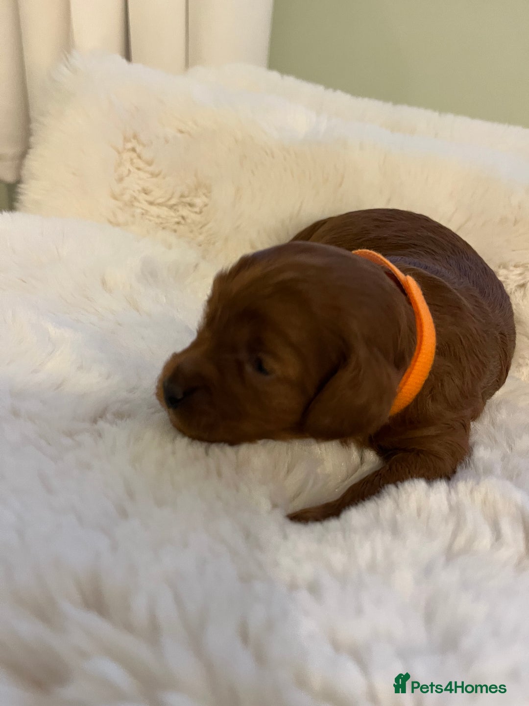 Cavapoo dogs for sale: Stunning chunky cavapoos - Advert 9