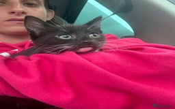 Domestic Shorthair cats for sale: Kitten  - Image 2