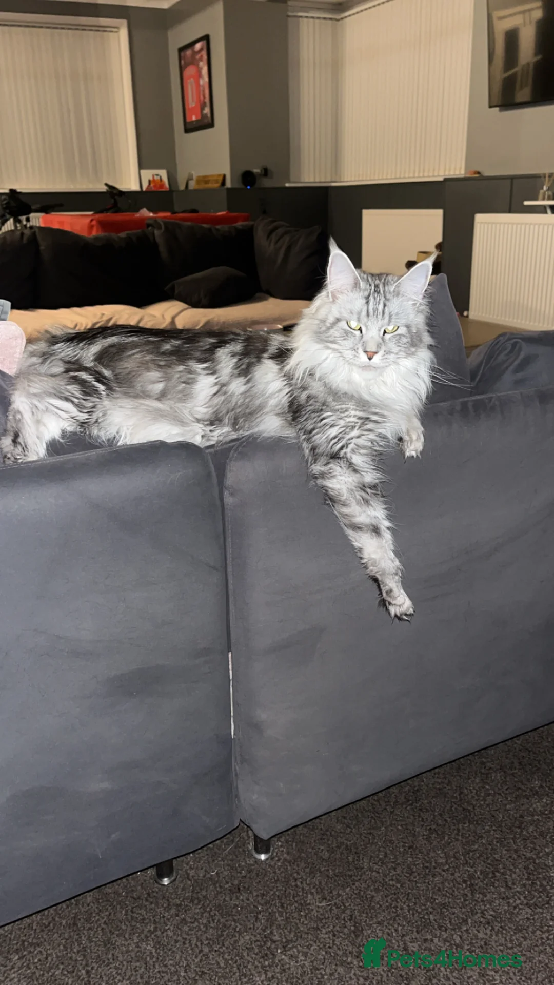 Maine Coon cats for sale: Maine coon cross in Rotherham - Advert 2