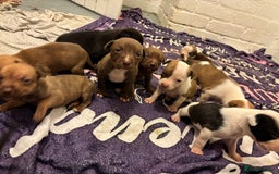 Mixed Breed dogs for sale: Beautiful Border collie/kelpie X staff cross pups - Image 31