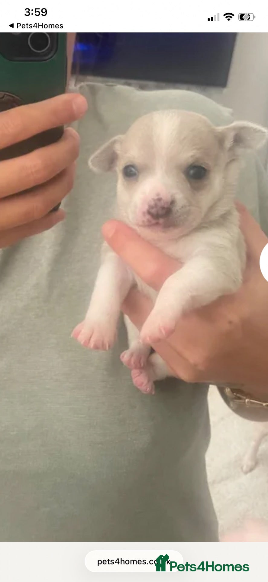 Chihuahua dogs for sale: 🌸🩵 READY NOW! KC CHIHUAHUAS 🩵🌸 - Advert 1