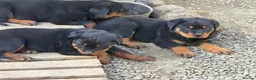 Rottweiler dogs for sale: 🎶Excellent top big 🧸bones quality pups🧸🧸 - Advert 3