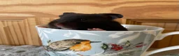 Hamster rodents for sale: Beautiful friendly baby Syrian hamsters  - Advert 21