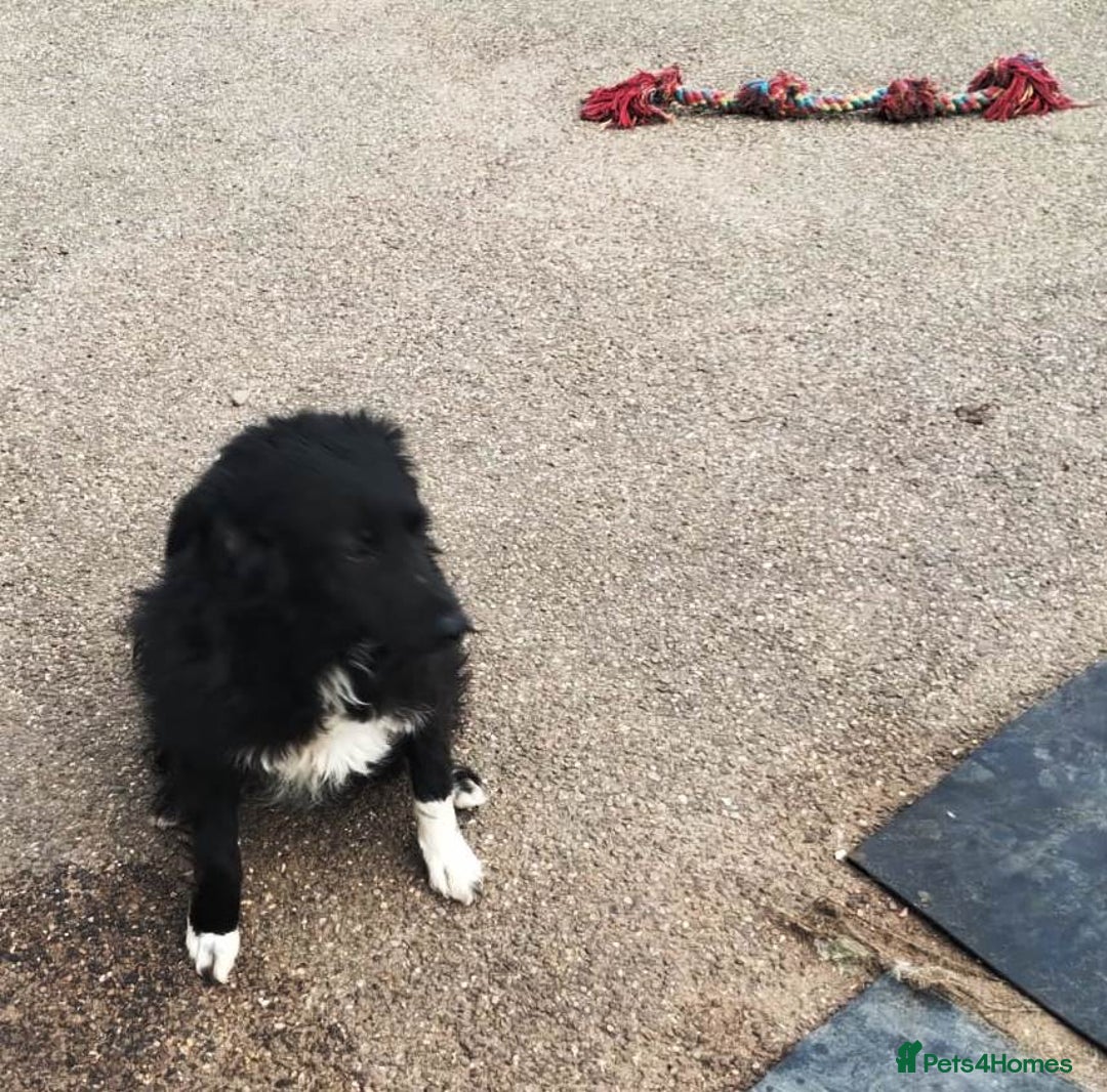 Mixed Breed dogs for adoption: Daisy, a Beautiful Soul - for a Loving Home - Advert 10