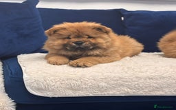 Chow Chow dogs for sale: Beautiful pure bred chow chow puppies for sale  - Image 5