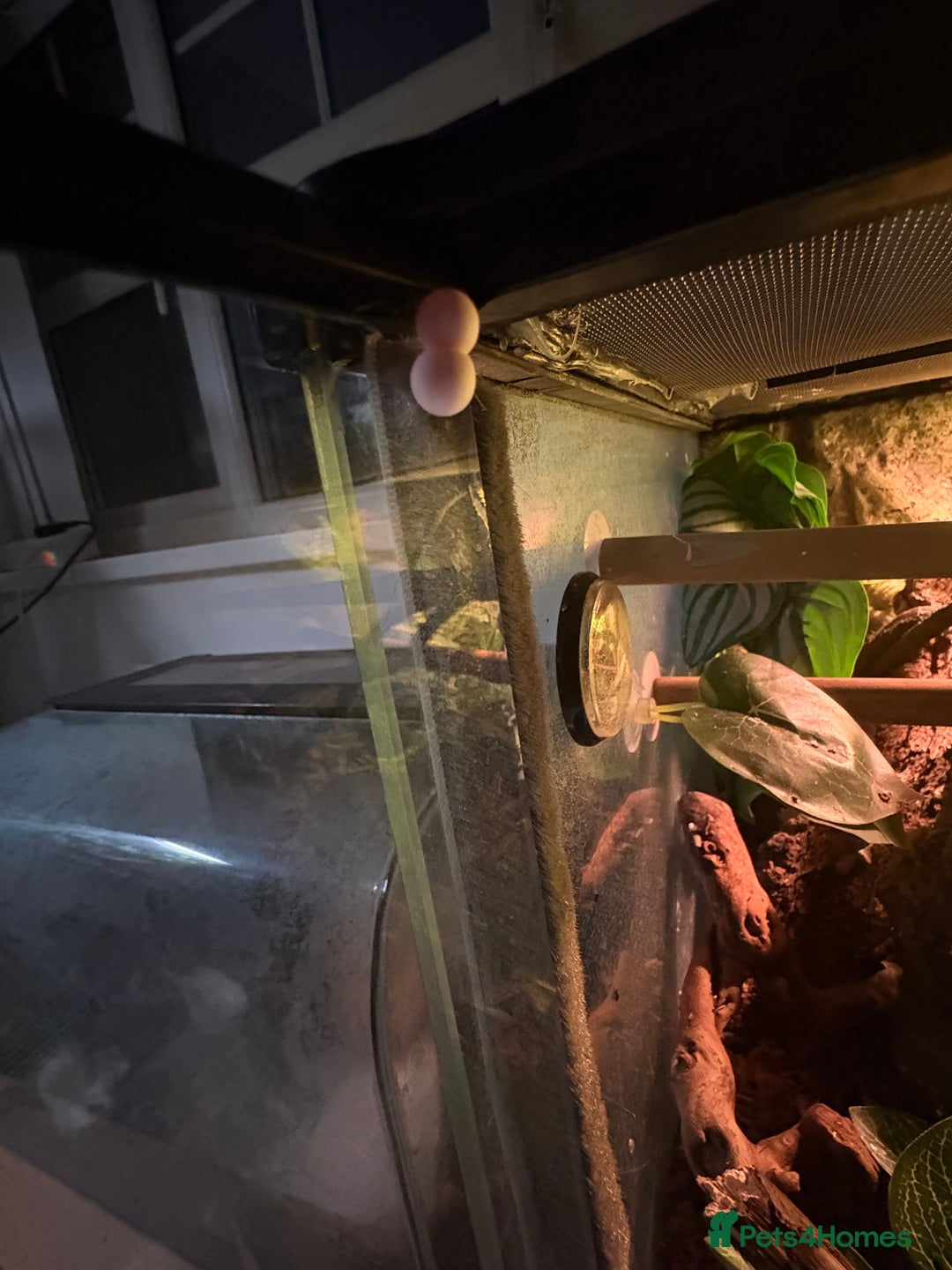 Gecko reptiles for sale: Mourning Geckos with full set up - Advert 4