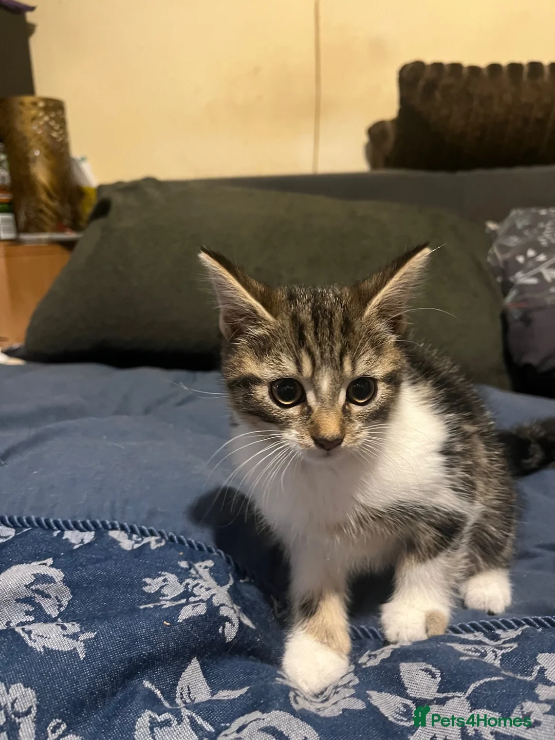 Mixed Breed cats for sale: Kittens  - Advert 2