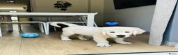 Golden Retriever dogs for sale: KC REGISTER GOLDEN RETRIEVERS PUPPIES - Advert 9