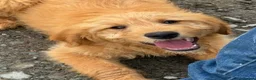 Mini Goldendoodle dogs for sale: Healthy Happy Goldendoodle Puppies - Advert 7