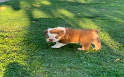 English Bulldog dogs for sale: Quality English bulldog pups fluffy LAST BOY - Image 14