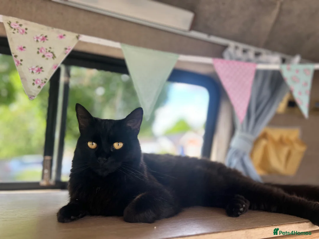 British Shorthair cats for adoption: British shorthair Black cat  in Birmingham - Advert 1
