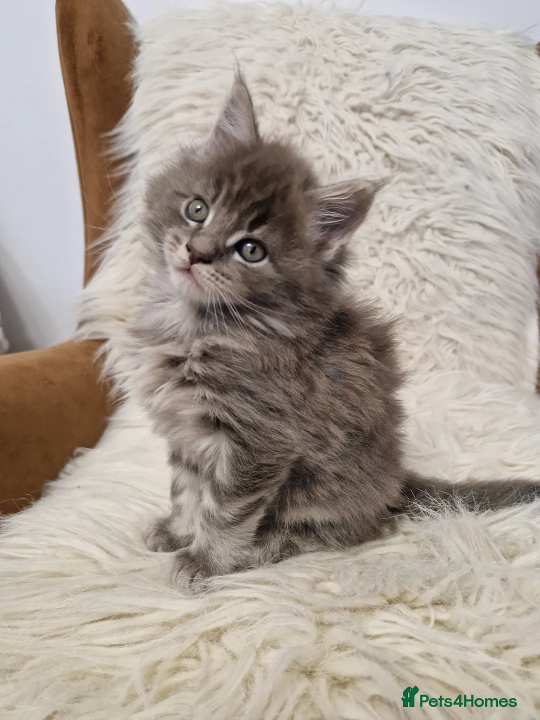 Maine Coon cats for sale: MAINE COON  RESERVED - Advert 15