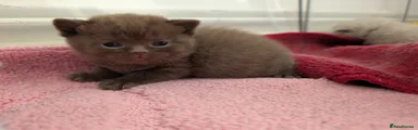 British Shorthair Kitten brown