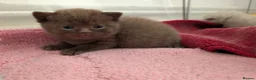 British Shorthair cats for sale: Pure British short hair kittens - Advert 24